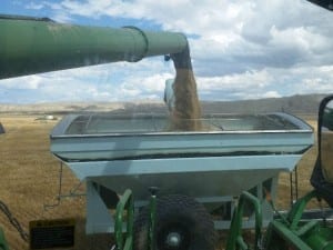 Loading barley into the grain cart
