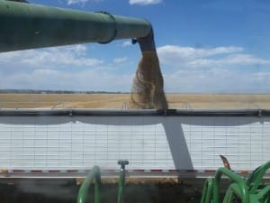 Loading barley into a grain trailer