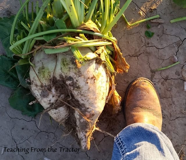 A large sugar beet I picked before harvest