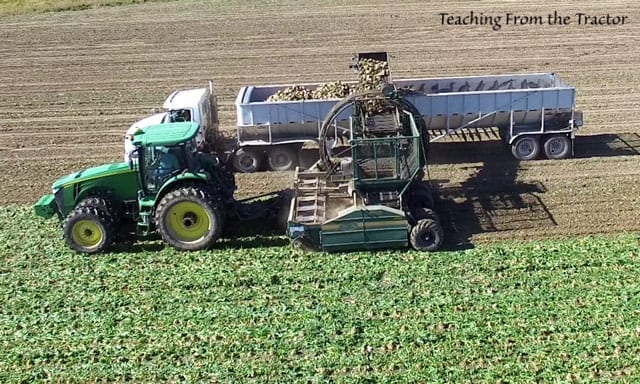 Our sugar beet harvest using trucks