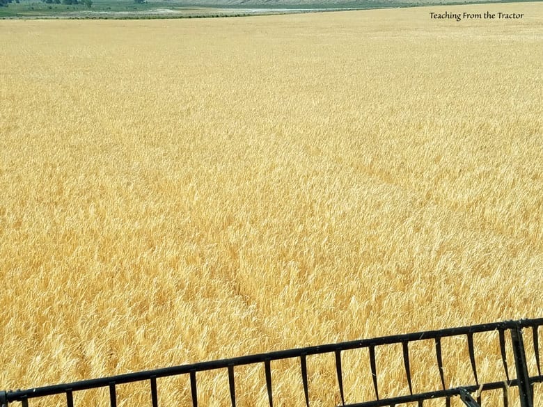 2016 Barley Harvest