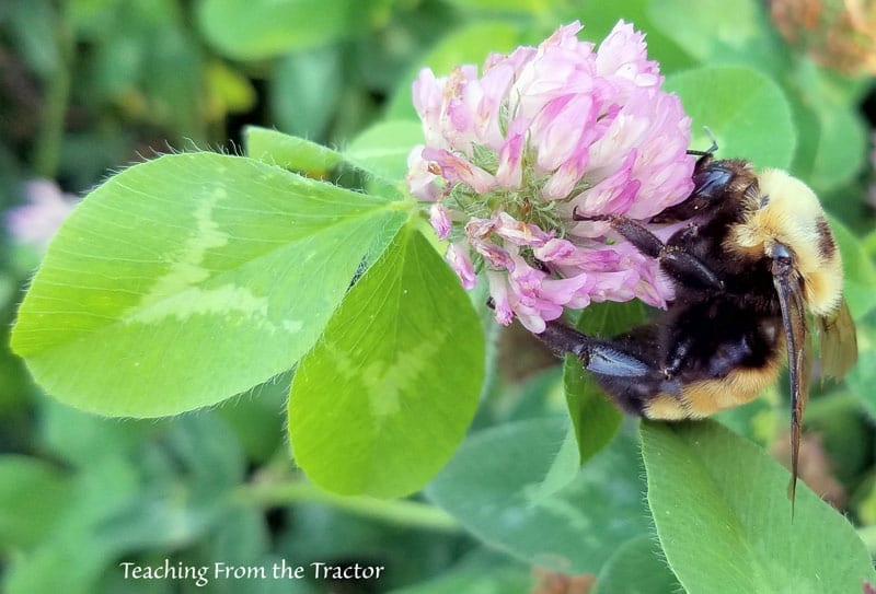 Bumble bee pollinating clover