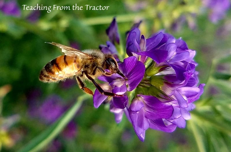 Honey bee on an alfalfa flower