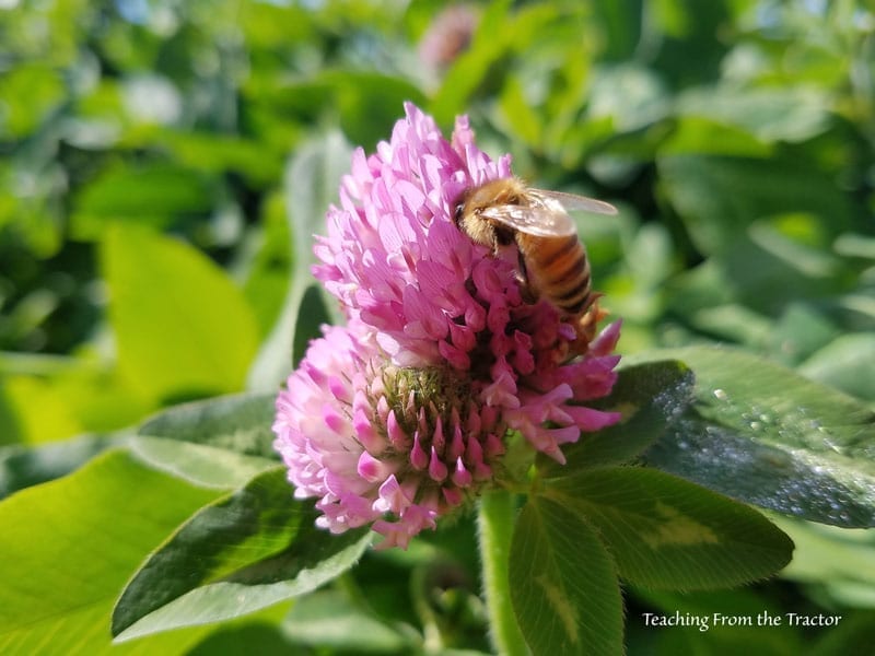 Honey bee pollinating clover