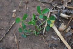 Alfalfa seedling