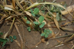 Alfalfa seedling