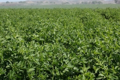 Alfalfa plants prior to blooms