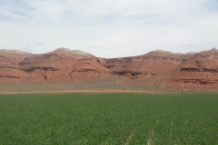 Alfalfa seed field