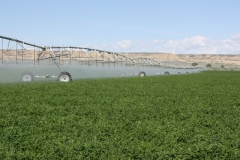 Alfalfa seed under pivot irrigation