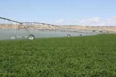 Alfalfa seed under pivot irrigation