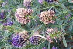 Alfalfa blooms