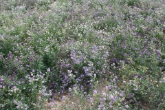 Alfalfa blooms