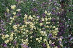 Alfalfa blooms