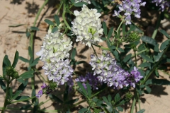 Alfalfa blooms