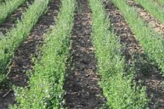 Alfalfa seed rows