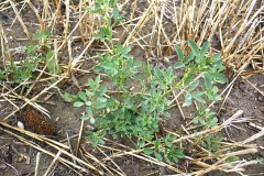 Alfalfa seedling