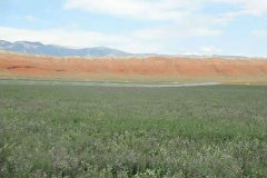 Irrigating alfalfa seed