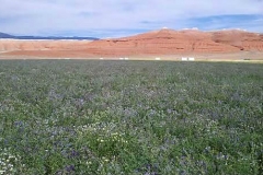 Alfalfa seed field
