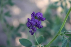 Alfalfa bloom