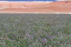 Alfalfa seed field