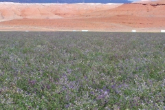 Alfalfa seed field