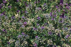 Purple/yellow blooms