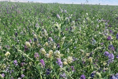 Alfalfa blooms