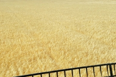 2016 barley harvest
