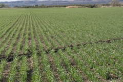 Newly emerged barley