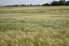 Barley starting to change