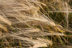 Barley-15
