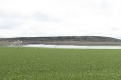 Barley under pivot irrigation