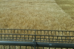 Combining Barley