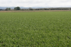 Newly emerged barley