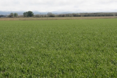 Newly emerged barley