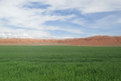 Barley next to the red hills