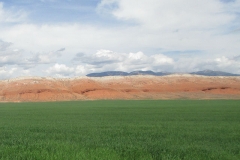 Barley field