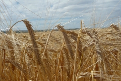 Barley-51