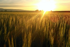 Barley beauty in the morning
