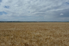 Barley-61