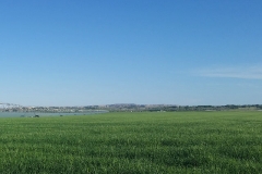 Barley field