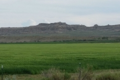 Barley field