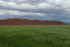 Barley field