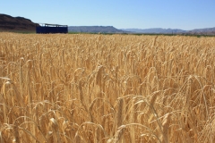 Barley ready to be harvested