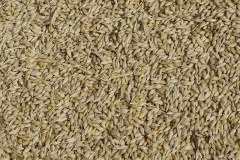 Barley close-up