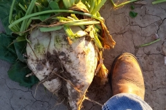 A large sugar beet I picked before harvest