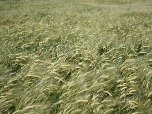 Barley heads