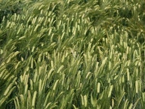 Barley heads