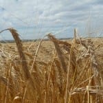 Barley 5
