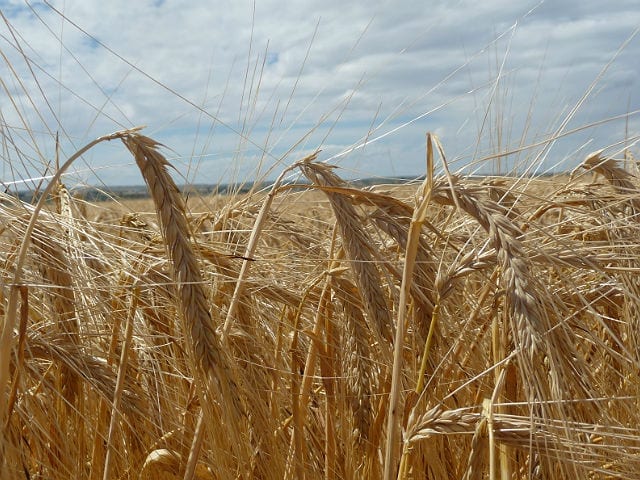 Barley Harvest